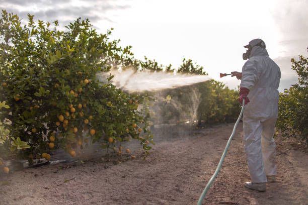 Best Bed Bug Extermination  in Brooksville, FL