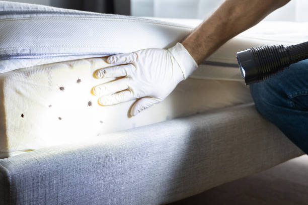 Flea Control Services in Brooksville, FL